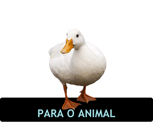 Imagem de pato