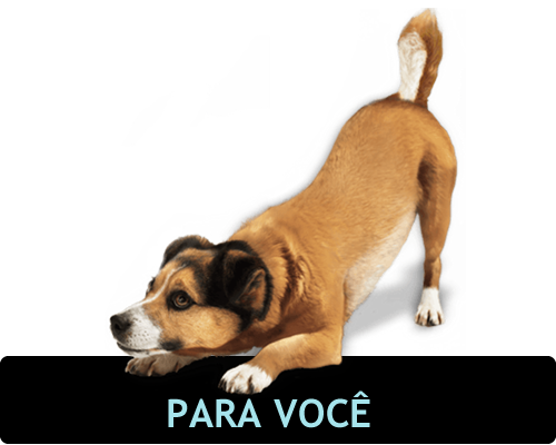 Imagem de cachorro