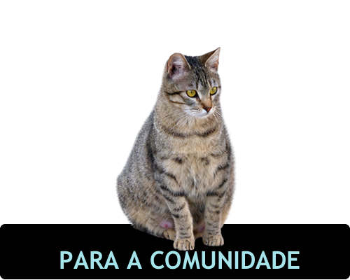 Imagem de gato