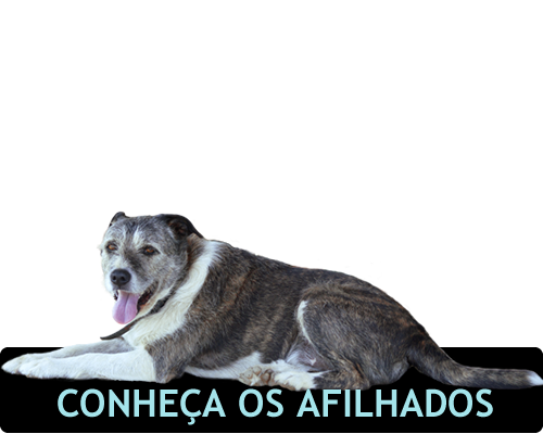 Imagem de cachorro
