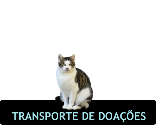Imagem de gato
